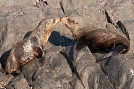 seals